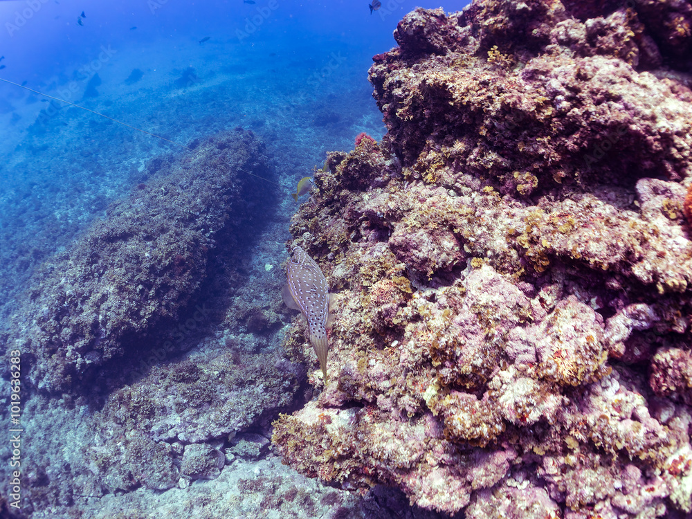 Obraz premium 美しいソウシハギ(カワハギ科)。 英名、学名:Scrawled filefish, Aluterus scriptus 静岡県伊豆半島賀茂郡南伊豆町中木ヒリゾ浜-2024年8月