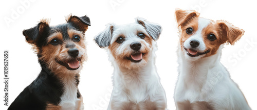 Three happy dogs smiling against a white isolated background.