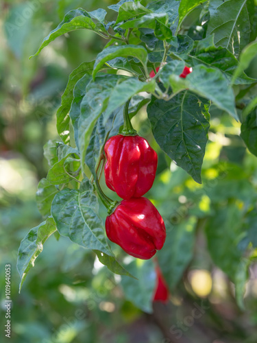 Fotografía A habanero pepper bush growing in a summer garden.