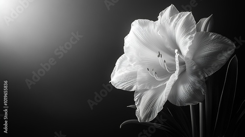 Studio Close Up of Amaryllis in Black and White : Generative AI