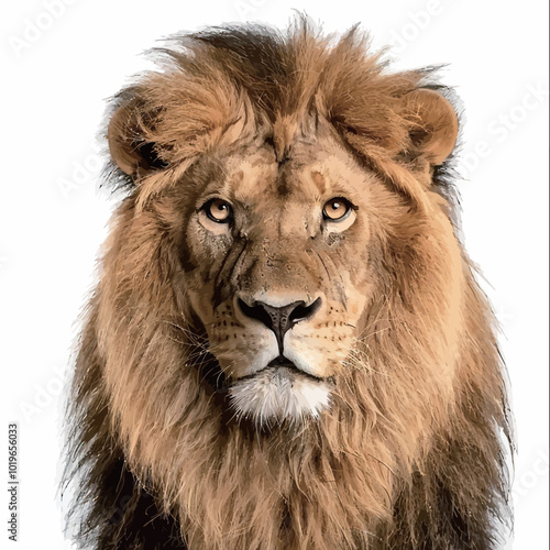 Close-up of a lion in front of a white background. 