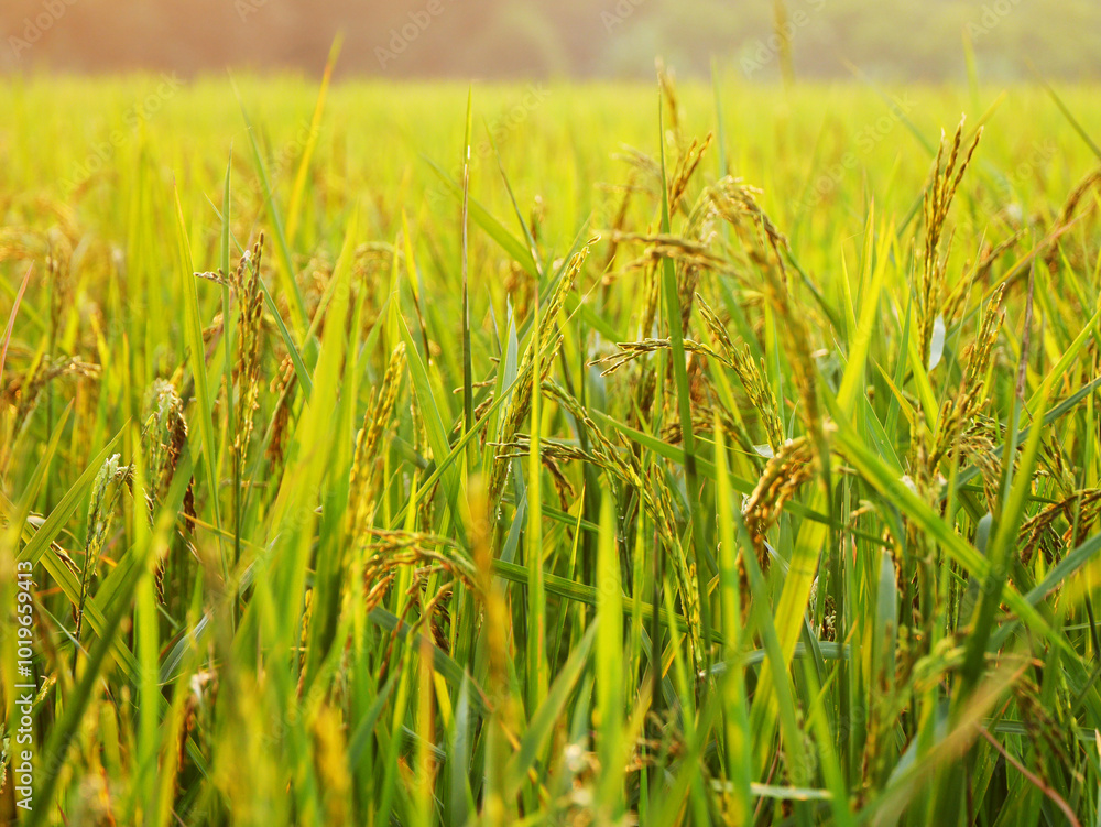 rice plants, rice farming that bears young fruit is still green, rice farm scenery, Ear of paddy growing in a farm land, paddy, grains bear fruit rice plants, rice farming that bears young fruit is still green, rice farm scenery, Ear of paddy growing in a farm land, paddy, grains bear fruit