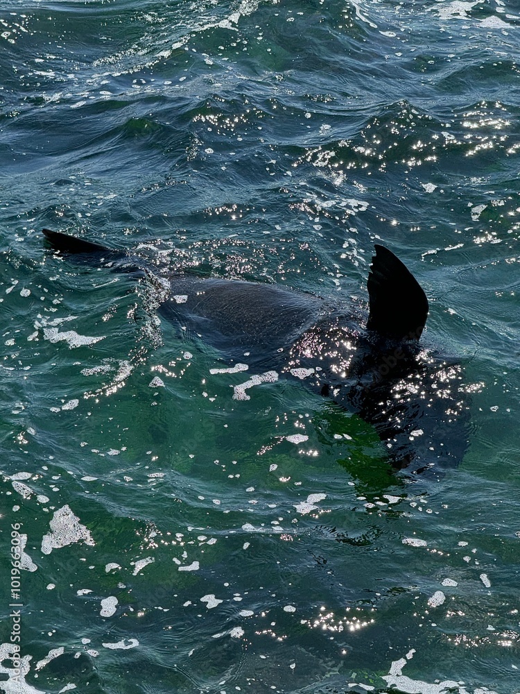 Obraz premium dolphin in the water