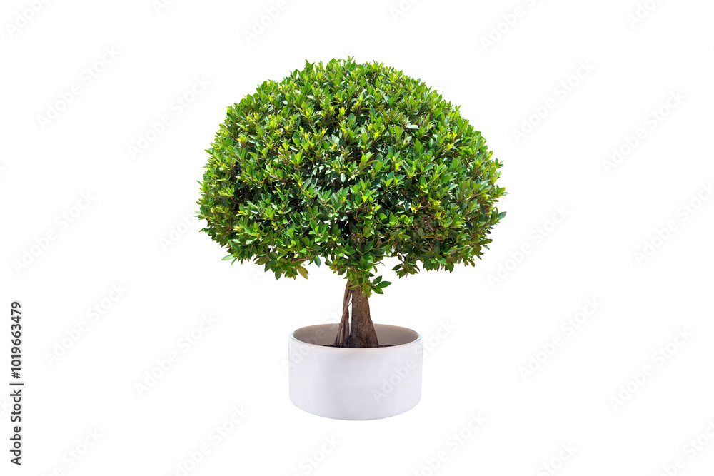 Pruning shrubs, ornamental trees and bonsai of shrubs or shrubs. in white pots for garden decoration. (bush, shrub) On white background. (png) Pruning shrubs, ornamental trees and bonsai of shrubs or shrubs. in white pots for garden decoration. (bush, shrub) On white background. (png)