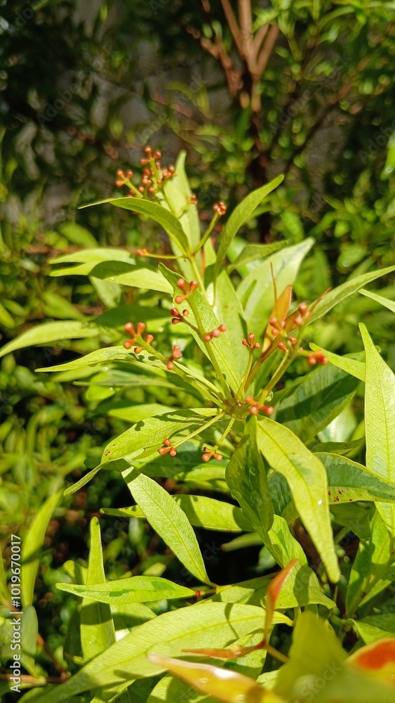 wild strawberry plant wild strawberry plant