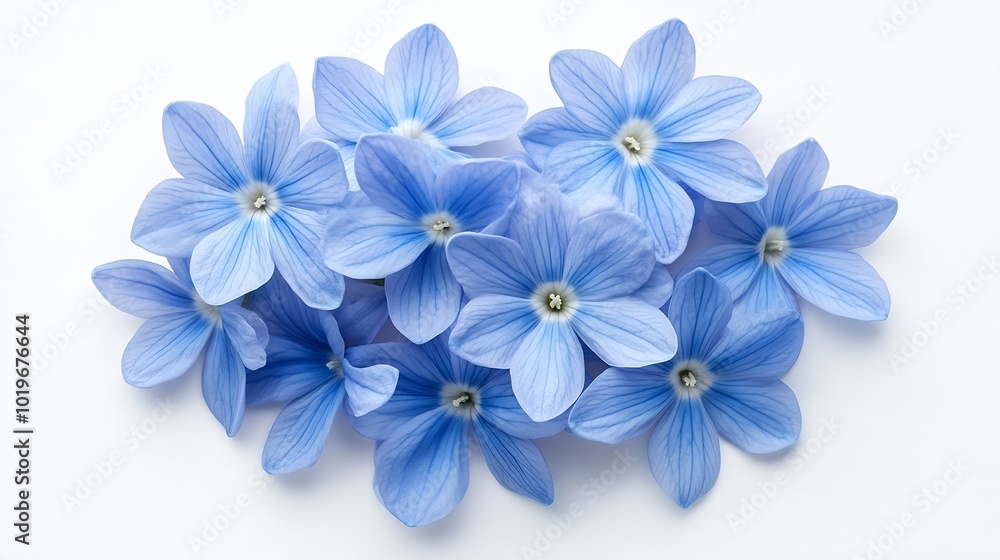 Blue hyacinth flower petals isolated on white background Spring garden flowers bouquet Easter decoration Design element Top view flat lay Creative layout : Generative AI Blue hyacinth flower petals isolated on white background Spring garden flowers bouquet Easter decoration Design element Top view flat lay Creative layout : Generative AI