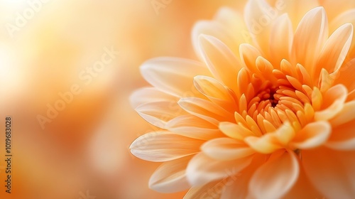 Orange chrysanthemum closeup Abstract background closeup of the petals of chrysanthemum Autumn flower background The coral shade of chrysanthemum Chrysanthemum background with copyspac : Generative AI