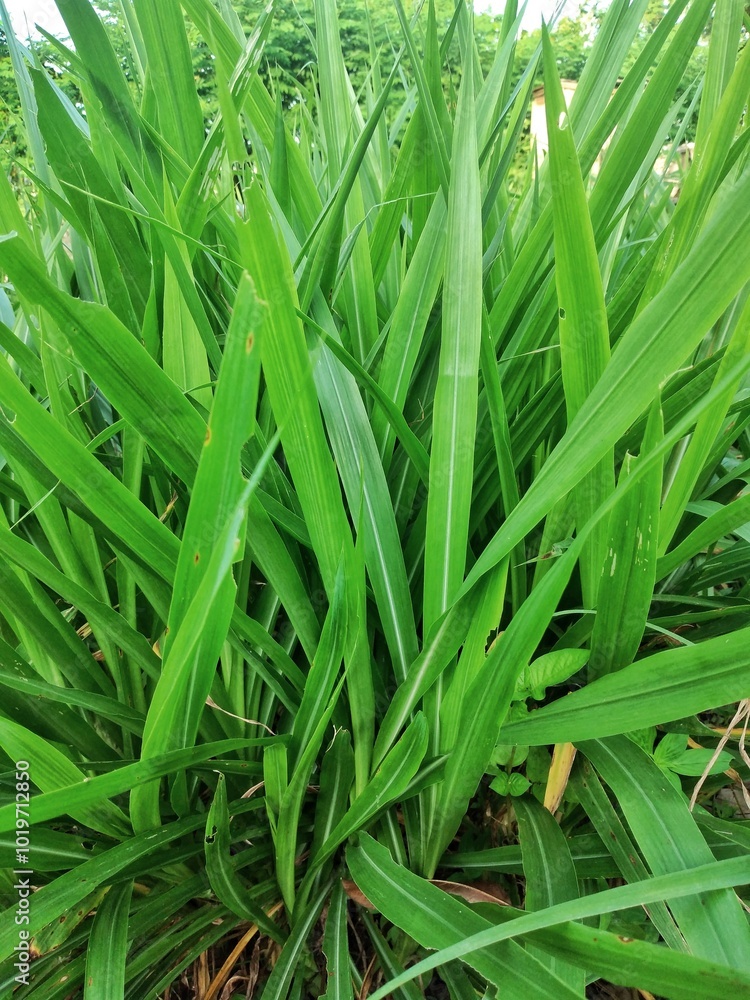 tall fresh grass is famously called elephant grass tall fresh grass is famously called elephant grass