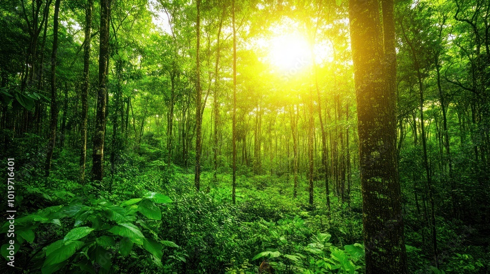 Obraz premium Lush green forest with sunlight filtering through trees, creating a serene atmosphere.