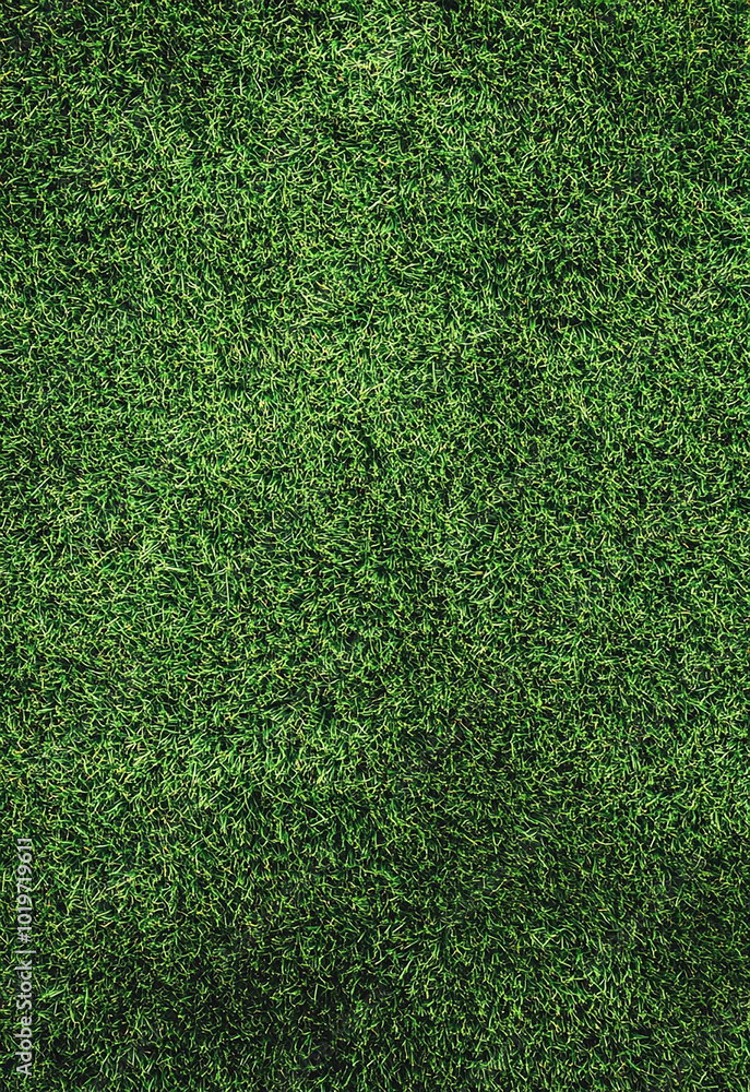 Obraz premium Fresh green grass as background, top view bright yellow ash leaves against lying of green gas, go green, green grass lawn, autumn lawn close-up lit by the sun, grass background close-up, autumn yellow