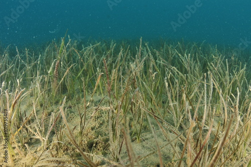 Detail of field of New Zealand seagrass Zostera muelleri. A closer look would reveal skeleton shrimps on its leaves. Location: Mahurangi Harbour New Zealand