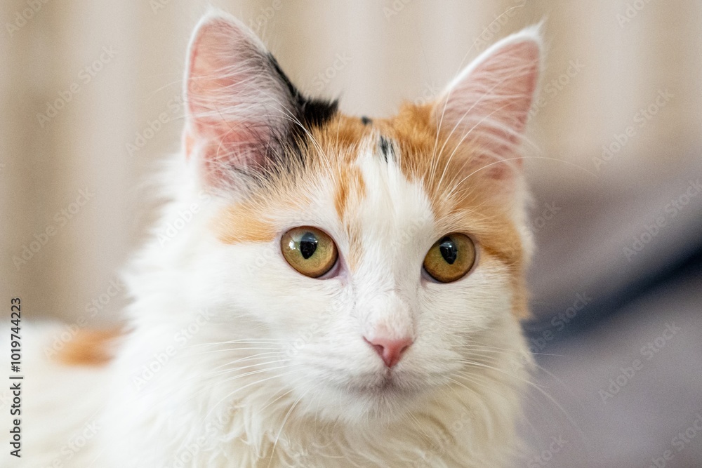 Portrait of a Calico Light Ginger Cat Portrait of a Calico Light Ginger Cat