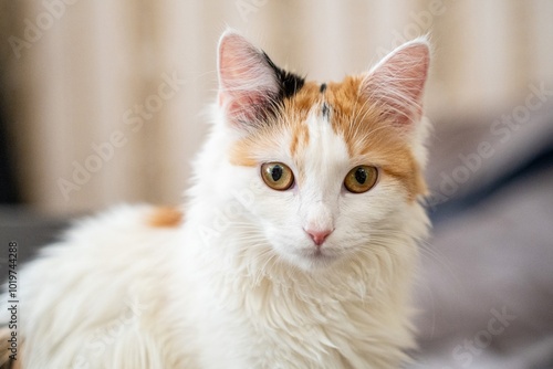 Portrait of a Calico Light Ginger Cat