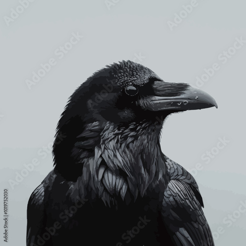 Portrait of a black raven on a gray background. Close-up. 