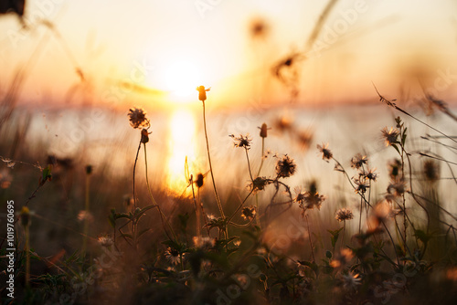 Meadow flowers, beautiful fresh morning in soft warm light. Autumn landscape blurry nature background.