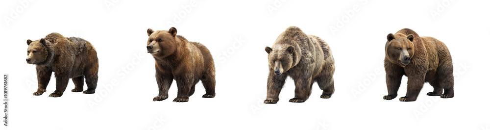 Obraz premium grizzly bear collection on transparent background