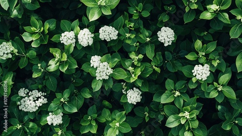 Top View of a Lush Green Limelight Hydrangea in Full Bloom, Showcasing Vibrant Petals and Leaves, Perfect for Nature, Gardening, and Floral Design Themes photo