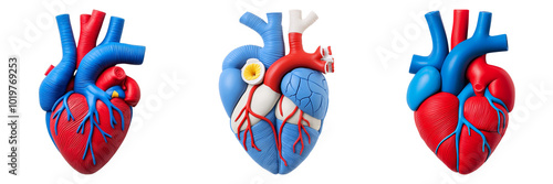 Colorful Anatomy of Human Heart Models on Transparent Background photo