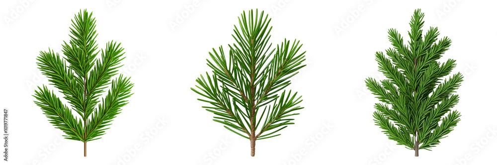 Detailed Pine Branch Illustrations on Transparent Background Detailed Pine Branch Illustrations on Transparent Background