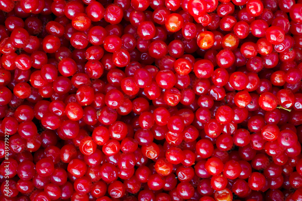 A lot of viburnum berries. Harvest of red ripe berries. Natural berries close-up. A lot of viburnum berries. Harvest of red ripe berries. Natural berries close-up.