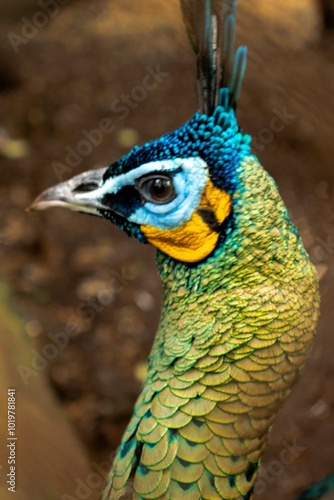 Merak Hijau or Green Peafowl (pavo muticus) photo