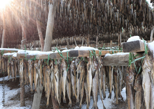 Pollacks(Hwangtae) are being dried at Yongdae-ri near Inje-gun, Korea. Yongdae-ri is Korea's largest hwangtaedeokjang, accounting for 70% of the nationally produced dried pollacks. photo