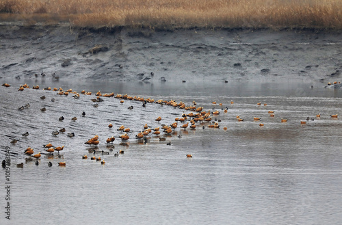 Sheldrakes and mallard ducks on tidal flat near Siheung-si, Korea photo