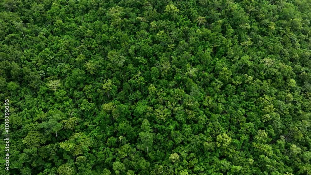 aerial view of dark green forest Abundant natural ecosystems of rainforest. Concept of nature forest preservation and reforestation aerial view of dark green forest Abundant natural ecosystems of rainforest. Concept of nature forest preservation and reforestation