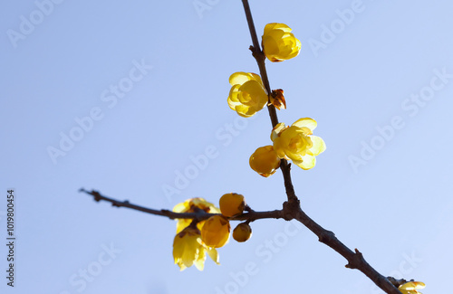 Wintersweet's yellow flowers in the early spring at Geoje-si, Korea photo