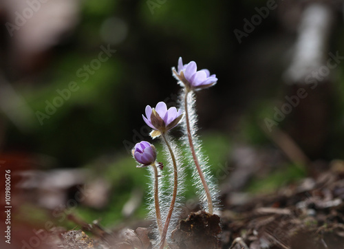 Pink hepaticas in early spring at Yongmunsan Mt near Yangpyeong-gun, Korea photo