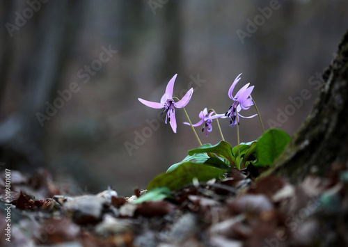 Pink flowers of dogtooth violet near Gapyeong-gun, Korea photo