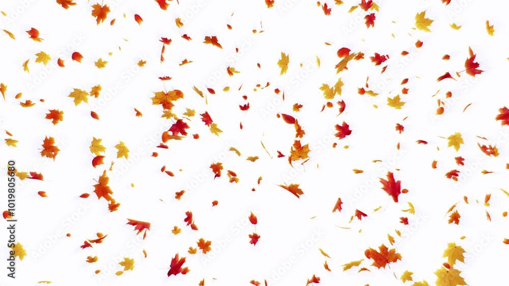 Maple Leaves Burst on Pastel Background. Burst of maple on white background.
Maple Leaves Burst on Pastel Background. Burst of maple on white background.