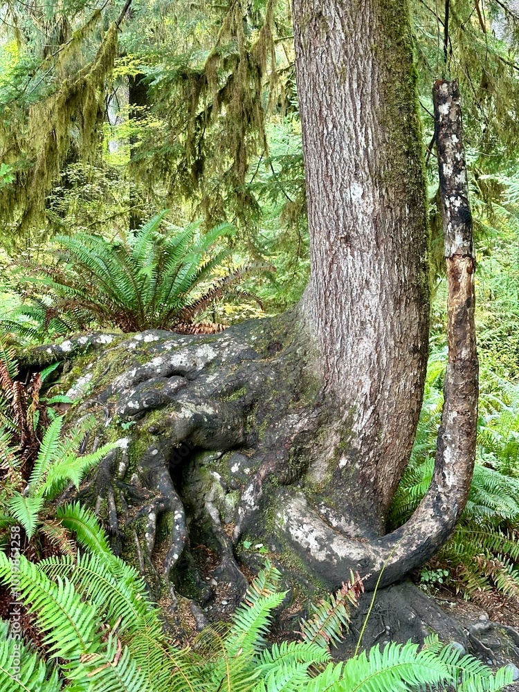 Obraz premium Tree trunk in the shape of an elephant