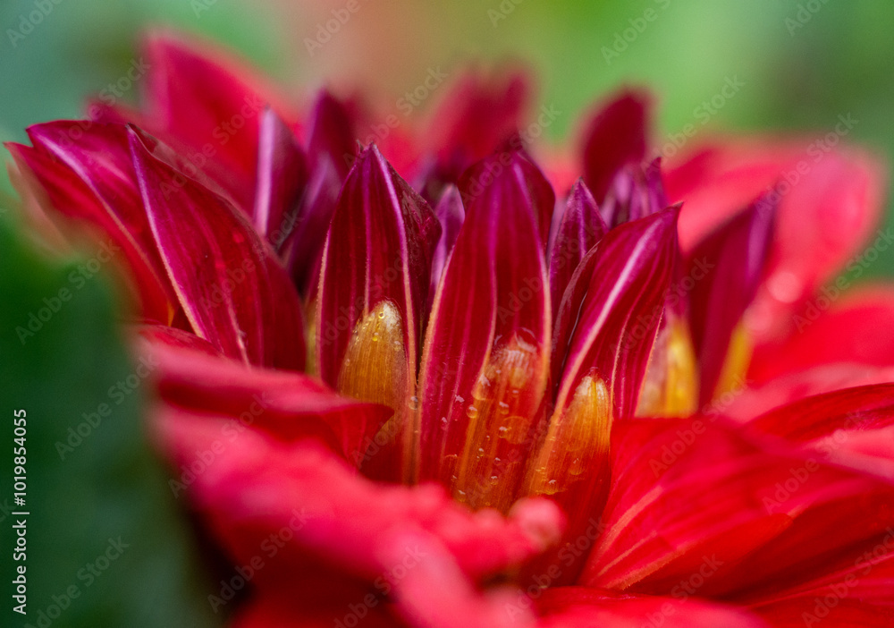 close up of a flower