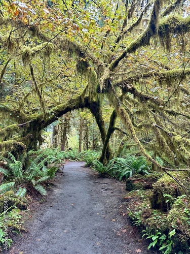 Moss covered tree path in the Hoh rainforest