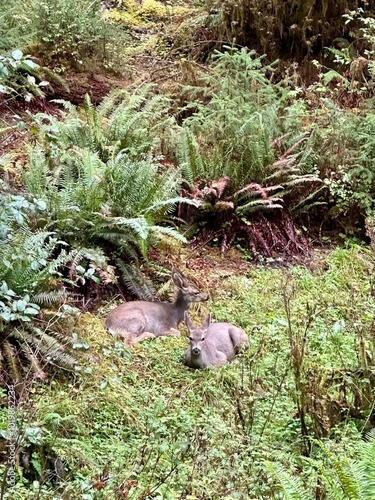 Two deer sitting in a field of ferns in the Hoh rainforest