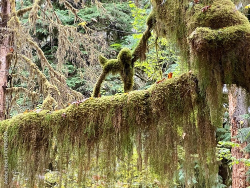 Moss covered and falling off tree branch in the Hoh rainforest