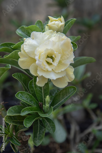 Schilderij op canvas Beautiful full bloom Adenium flower with soft creamy yellow petals