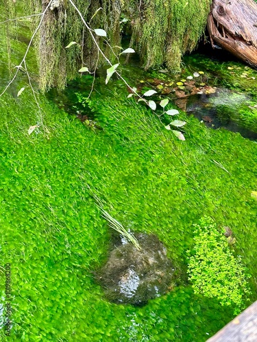 green moss in a stream in the Hoh rainforest
