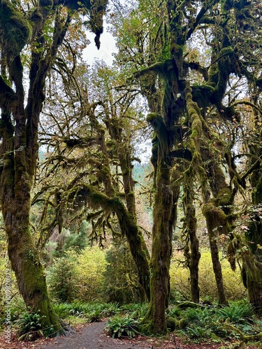 Trees covered in moss in the Hoh rainforest