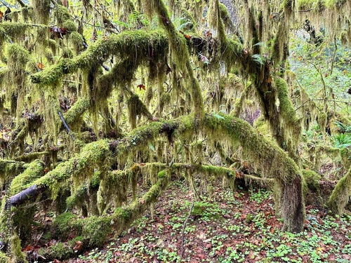 green moss on the tree in the Hoh rainforest