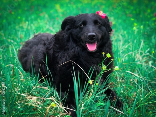 black labrador retriever
