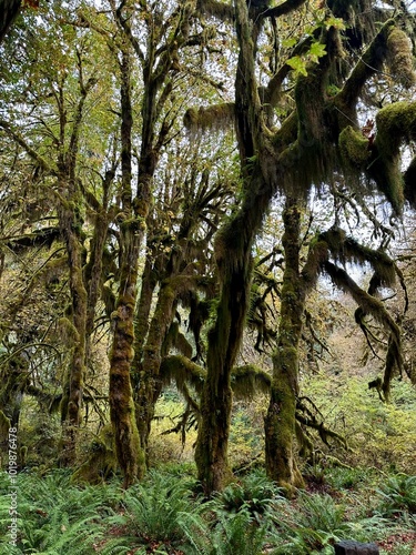 trees covered in moss in the Hoh rainforest