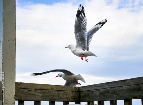 Seagulls flying away from the deck of a house. Wairarapa. New Zealand.