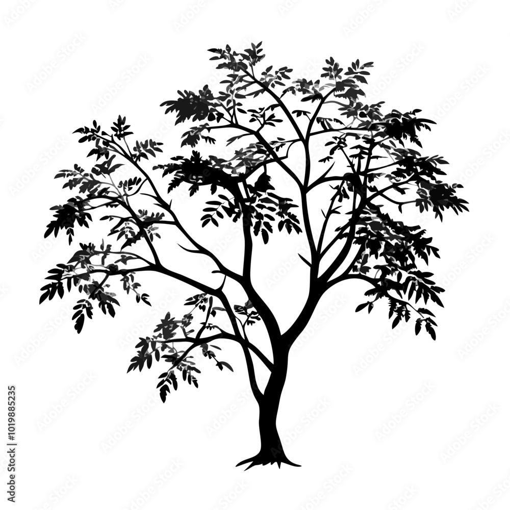 Obraz premium cassia--tree-silhouette