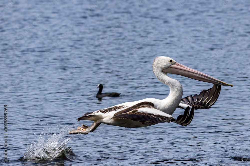 Australian Pelican lifting off from water Australian Pelican lifting off from water