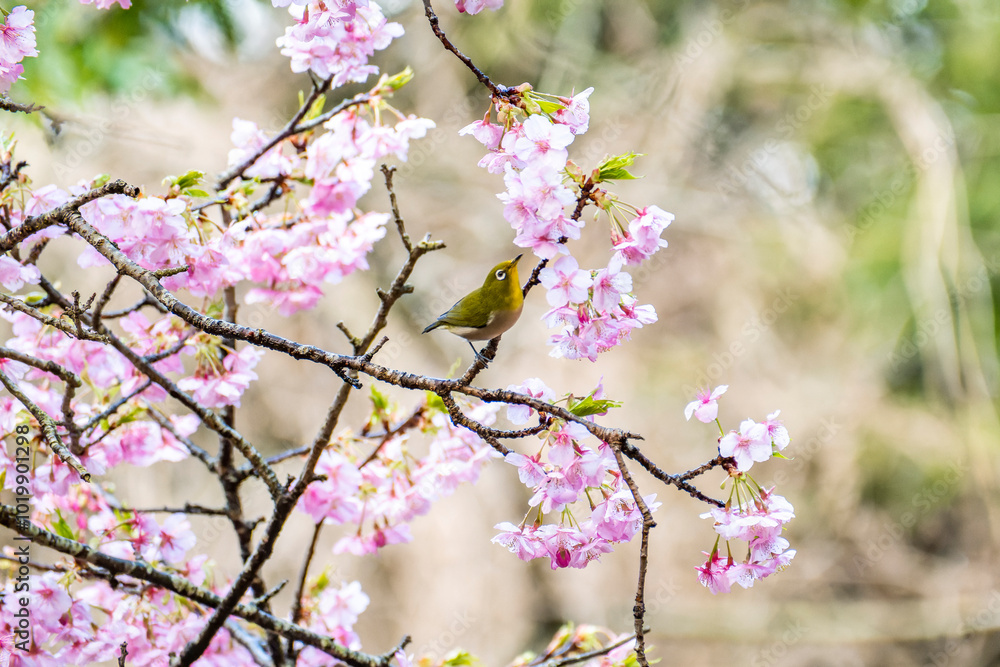 Fototapeta premium 河津桜とメジロ 静岡県加茂郡河津町