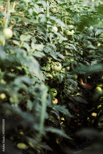 Green tomato plants with tomatoes growing healthily