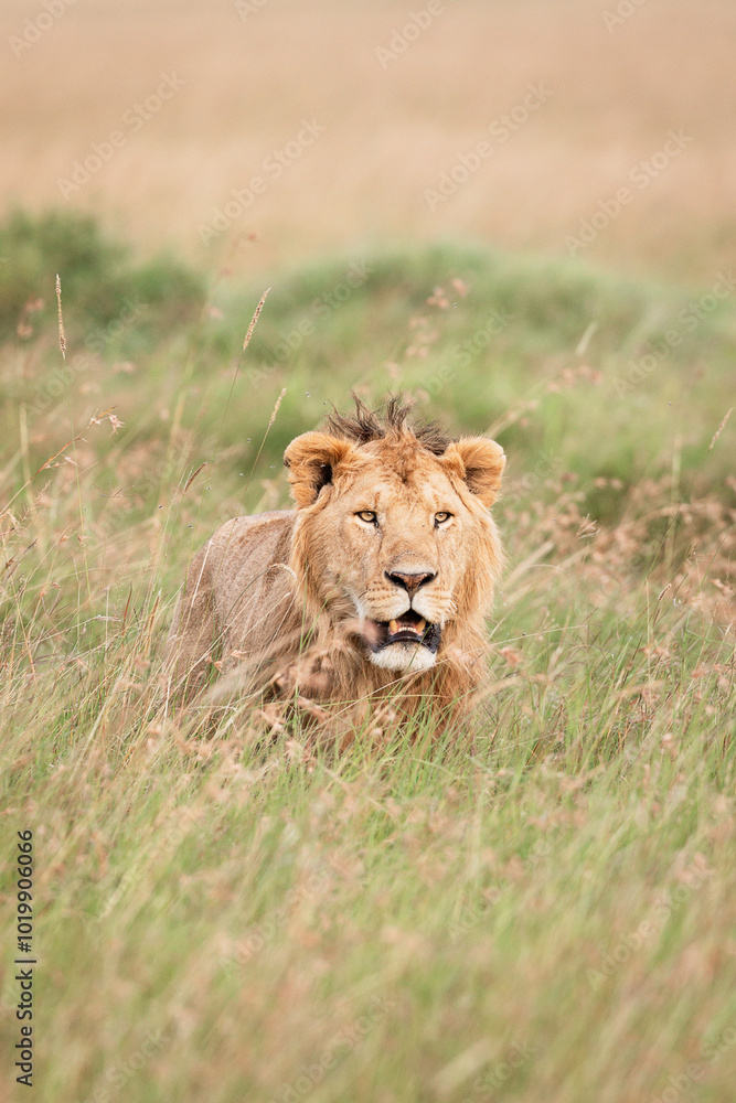 Masai Mara Lion on a safari in Africa Masai Mara Lion on a safari in Africa