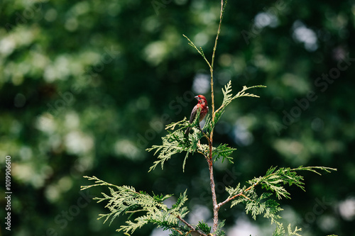 Purple Finch photo